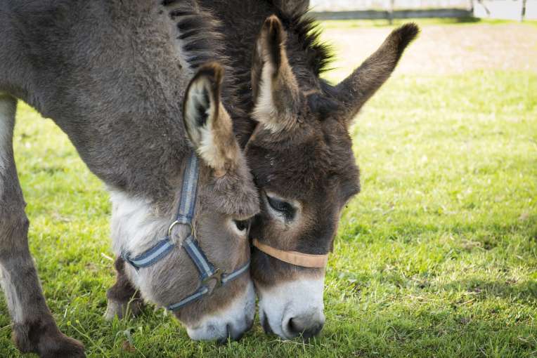 Donkey Sanctuary at Sidmouth