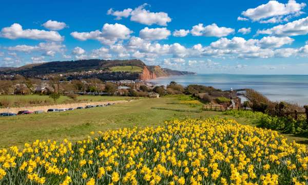 Daffodils at Sidmouth South Devon