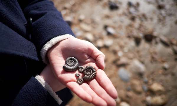 Hand Holding Ammonite Fossils on the Jurassic Coast South Devon