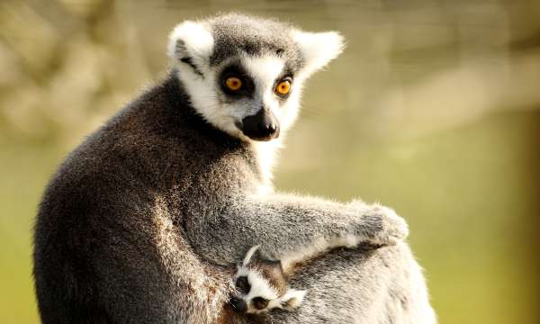 Lemurs at Exmoor Zoo