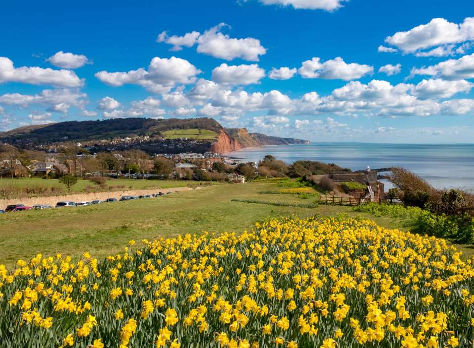 Daffodils at Sidmouth South Devon