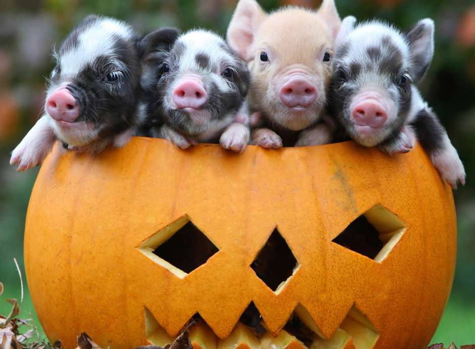 Three pigs in a pumpkin