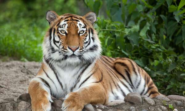 Tiger at Zoo